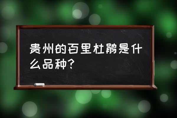 贵州百里杜鹃介绍 贵州的百里杜鹃是什么品种？